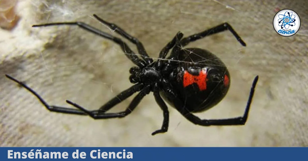 Copia-de-DESTACADA-NUEVAS-DIMENSIONES-503